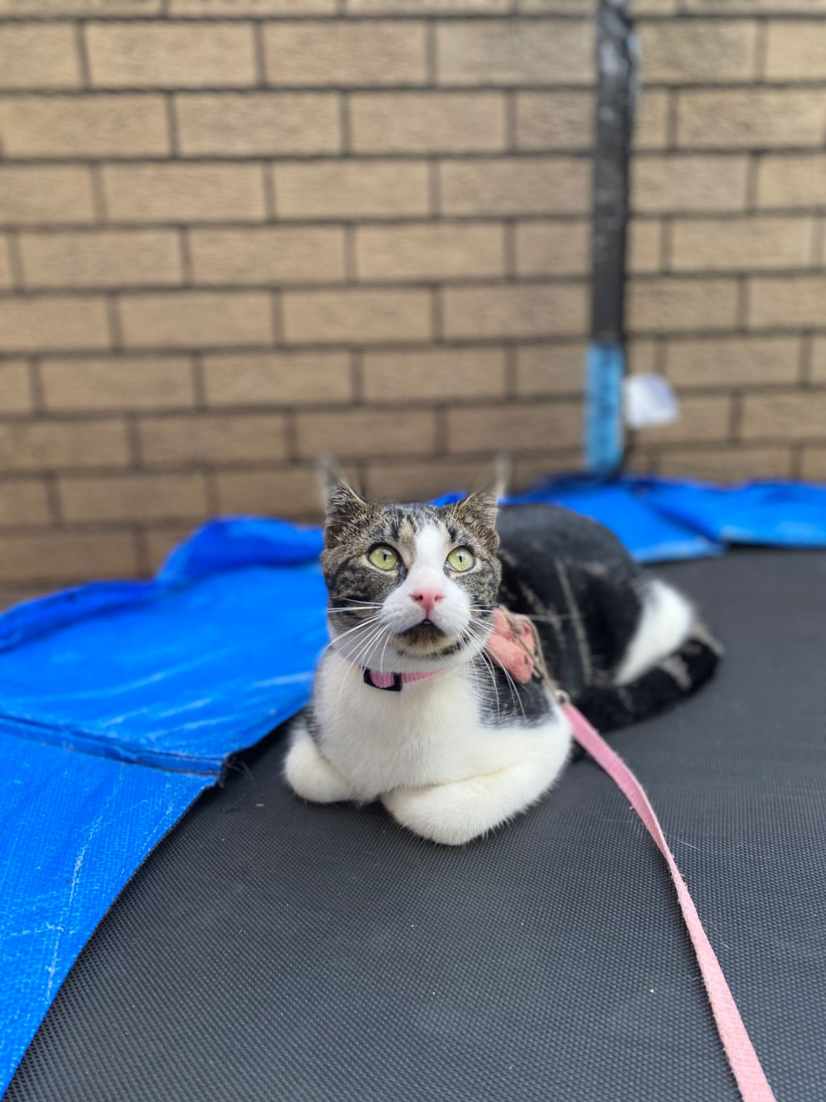 9 Lives Café cat